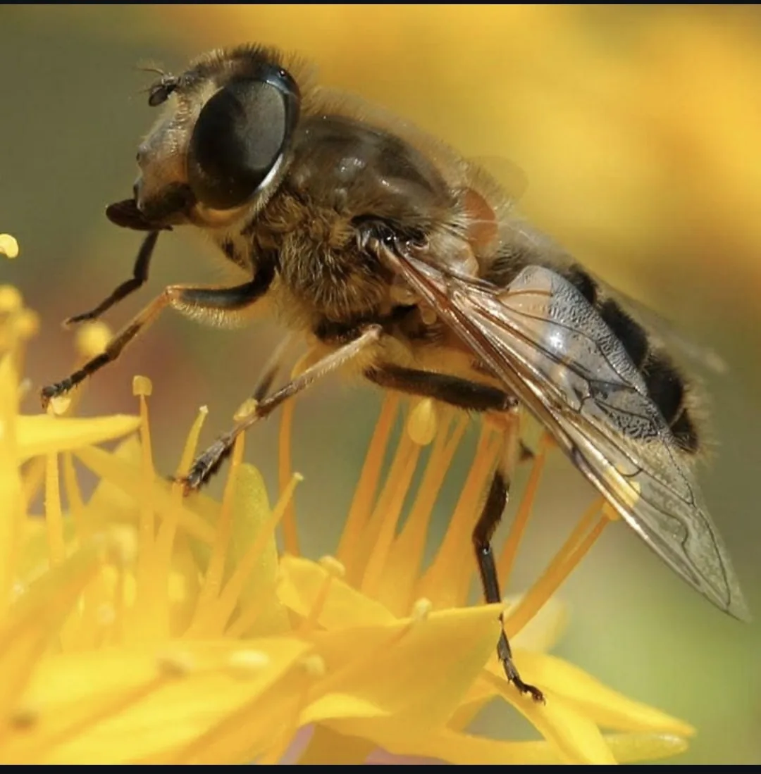 Ape posata su un fiore giallo, ripresa da vicino