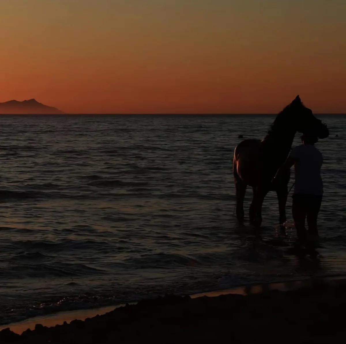 Cavallo sulla riva del mare al tramonto