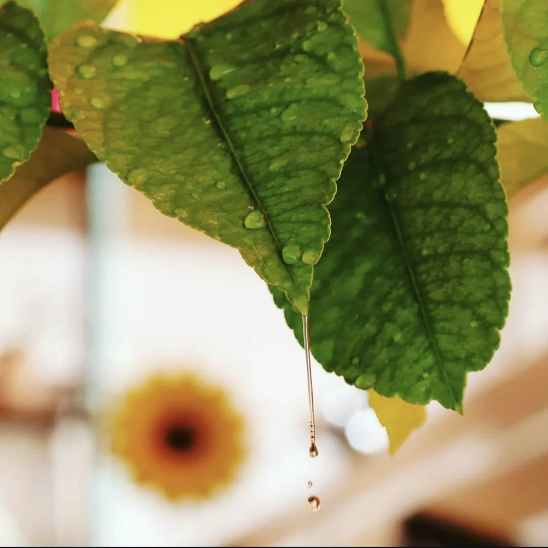 Foglia verde in primo piano con un fiore sfocato sullo sfondo