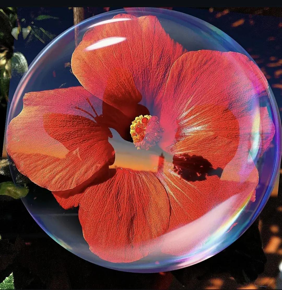Fiore di ibisco rosso racchiuso in una bolla di sapone